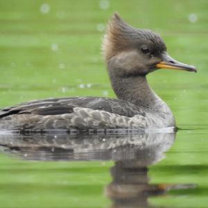 Hooded Merganser