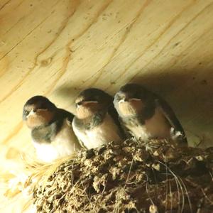 Barn Swallow