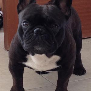 French Bulldog