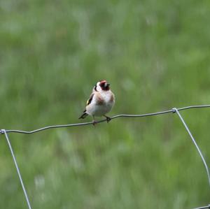 European Goldfinch