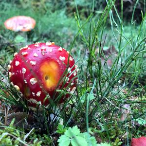 Fly Agaric