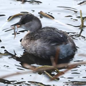 Little Grebe