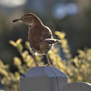 Brown Thrasher