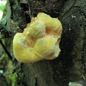 Chicken Mushroom