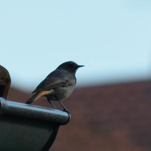 Black Redstart