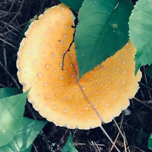 Fly Agaric