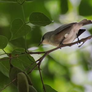 Mauritius Olive White-eye