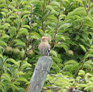 Eurasian Hoopoe