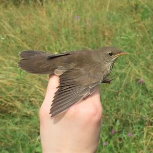 Eurasian River Warbler