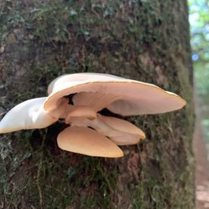 Oyster Mushroom