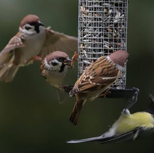 Eurasian Tree Sparrow