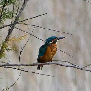 Common Kingfisher