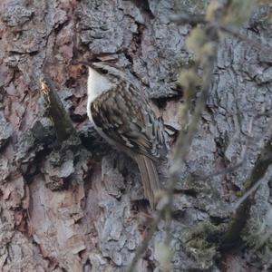 Eurasian Treecreeper