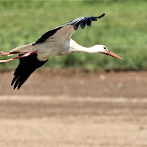 White Stork