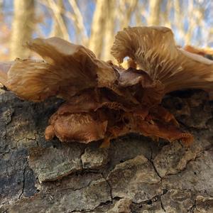 Oyster Mushroom