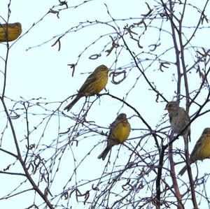 Yellowhammer