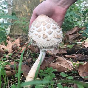 Parasol Mushroom