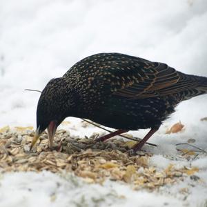 Common Starling