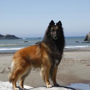 Belgian Tervuren