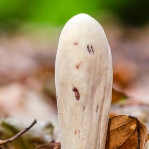 Pestle-shaped Coral