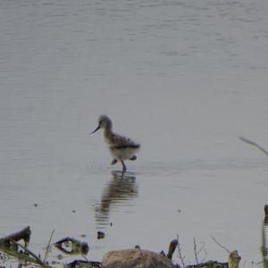 Pied Avocet