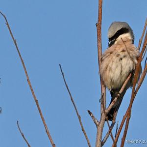 Red-backed Shrike