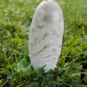 Shaggy Mane