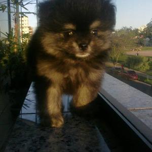 Pomeranian