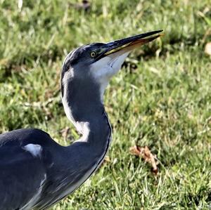 Grey Heron