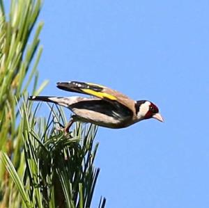 European Goldfinch