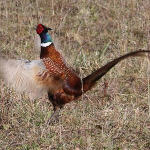 Common Pheasant