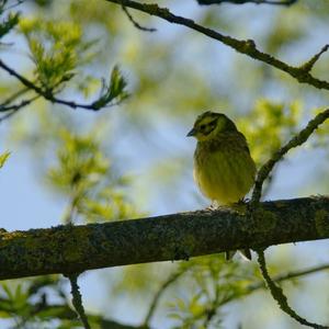 Yellowhammer