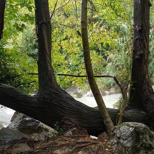 Black Poplar