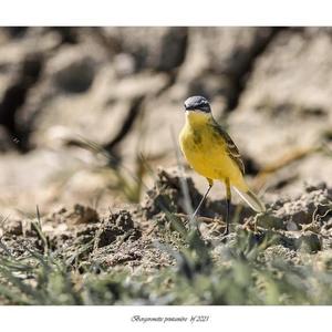 Yellow Wagtail