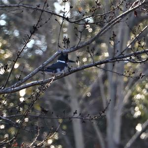 Belted Kingfisher