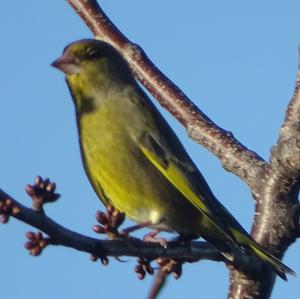 European Greenfinch