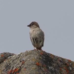 House Sparrow