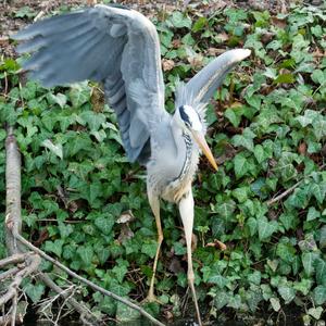 Grey Heron