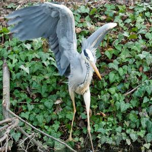 Grey Heron