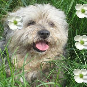 Lhasa Apso