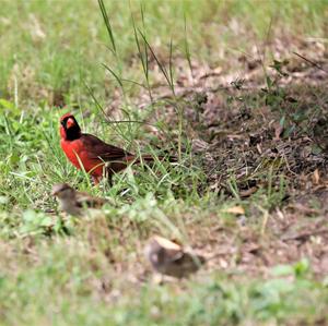 Northern Cardinal