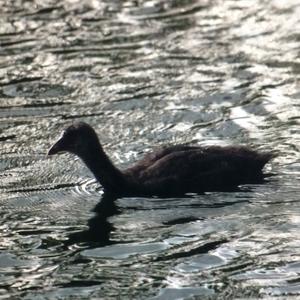 Common Coot