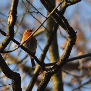 European Robin