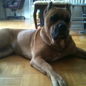 Cane Corso Italiano