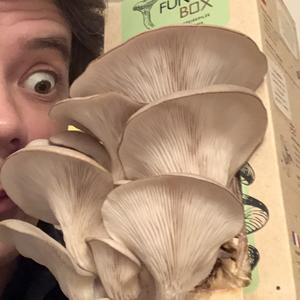 Oyster Mushroom