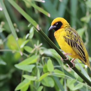 Heuglin's Masked-weaver