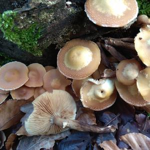 Changing Pholiota