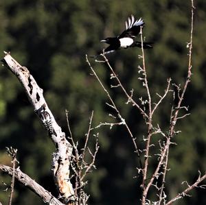 Black-billed Magpie