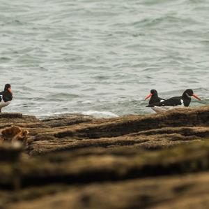 Eurasian Oystercatcher