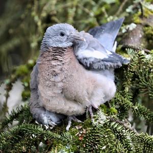 Common Wood-pigeon